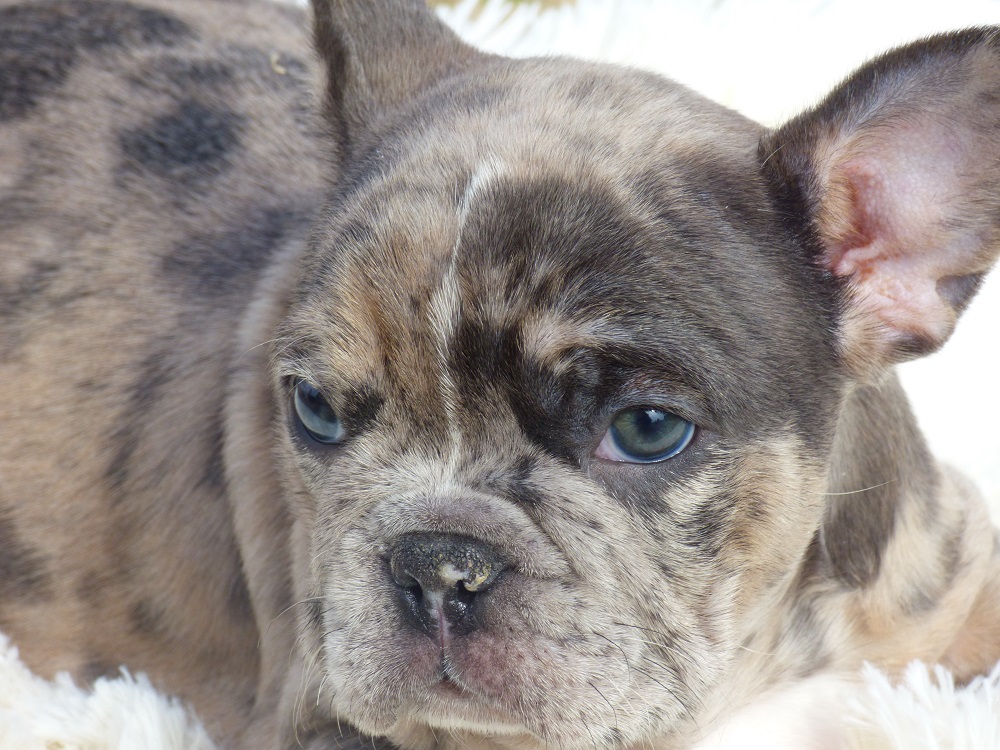 New Arrivals | Puppies for Sale | N.C. Puppies